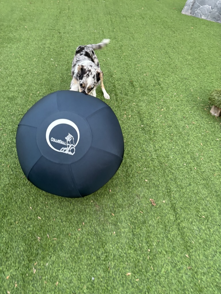 Border collie engaged with herding ball during lure coursing activity
