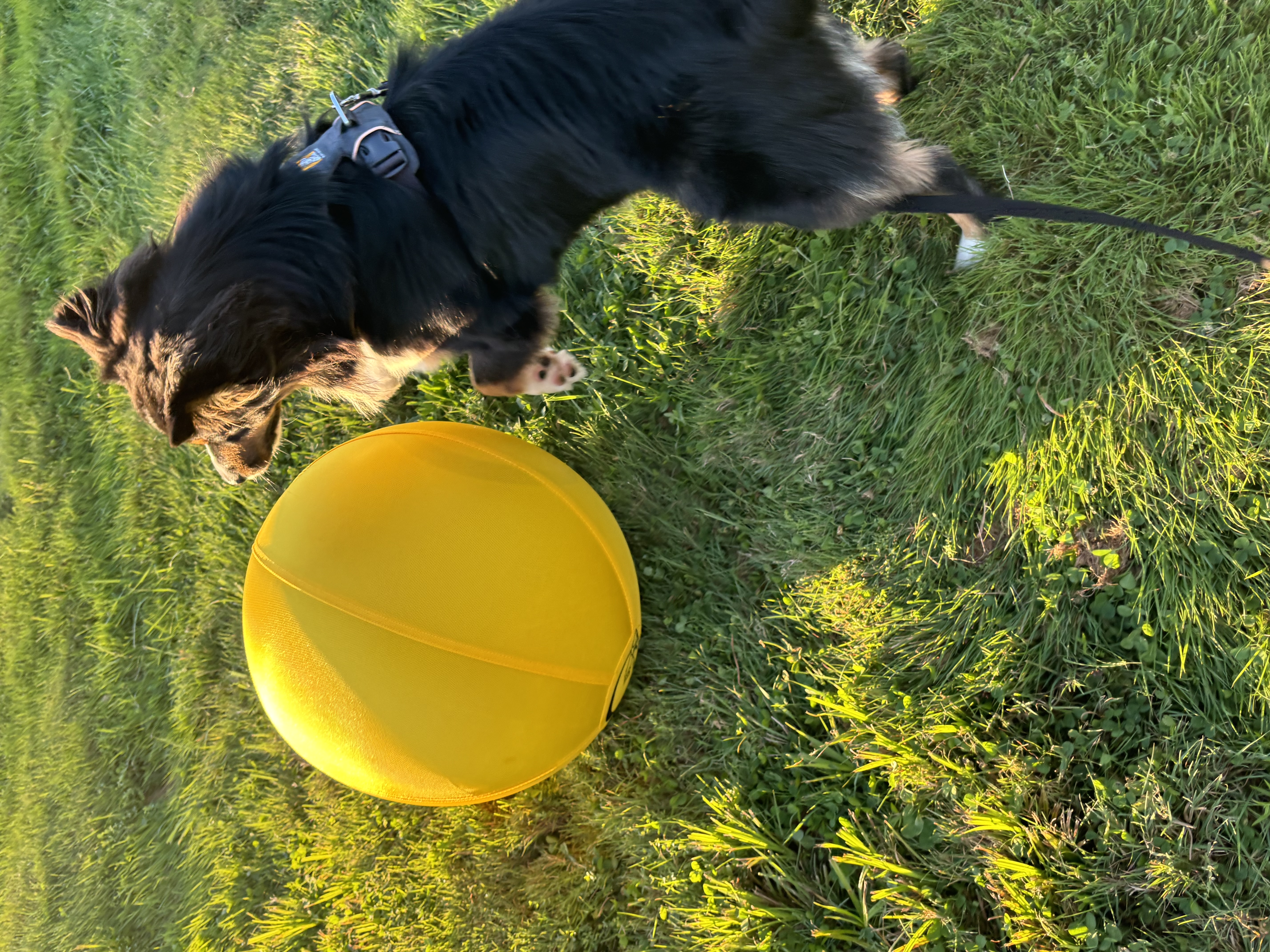 Energetic border collie catching yellow frisbee during private play session at Carden Kennels