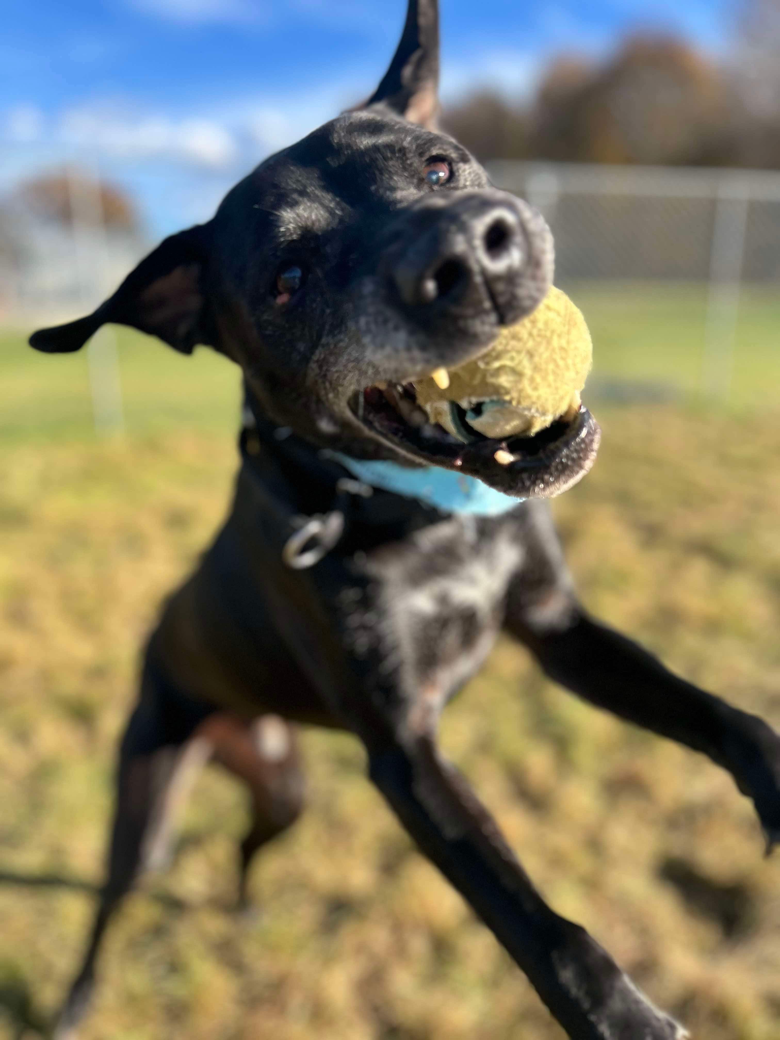 Energetic black dog catching tennis ball during playtime at Carden Kennels