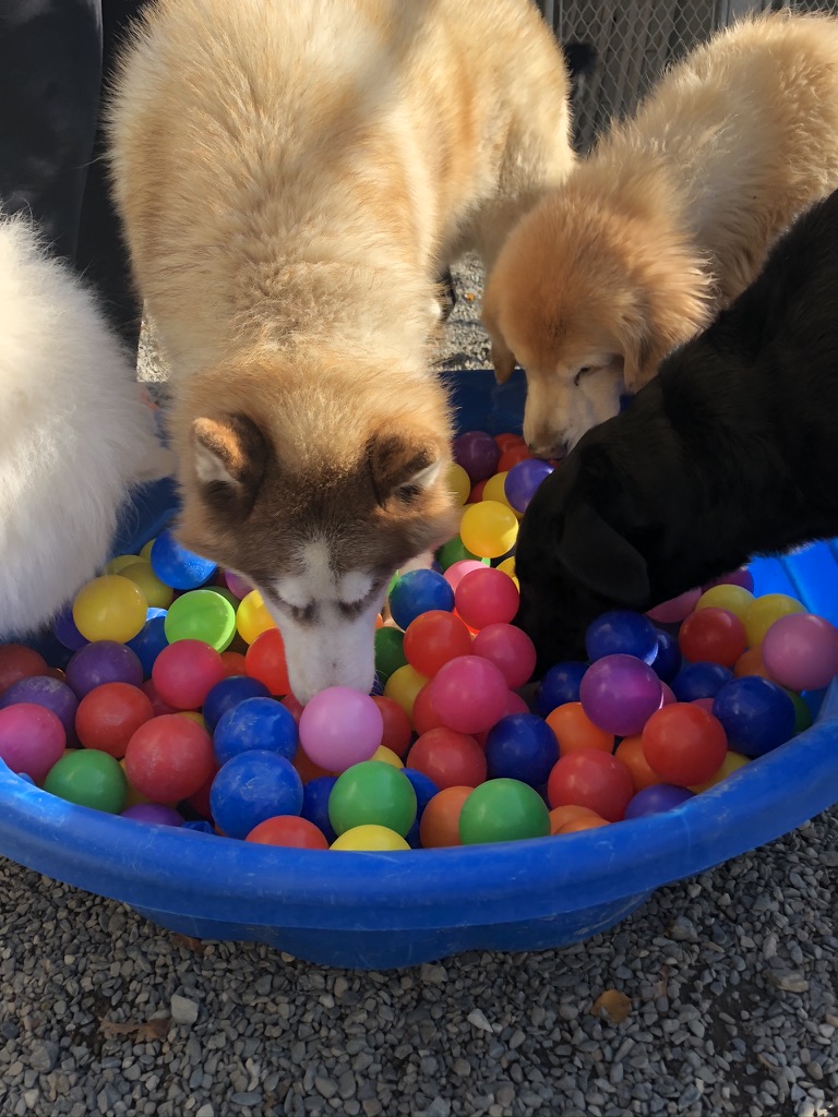 Golden retriever puppies playing in colorful ball pit at Carden Kennels daycare