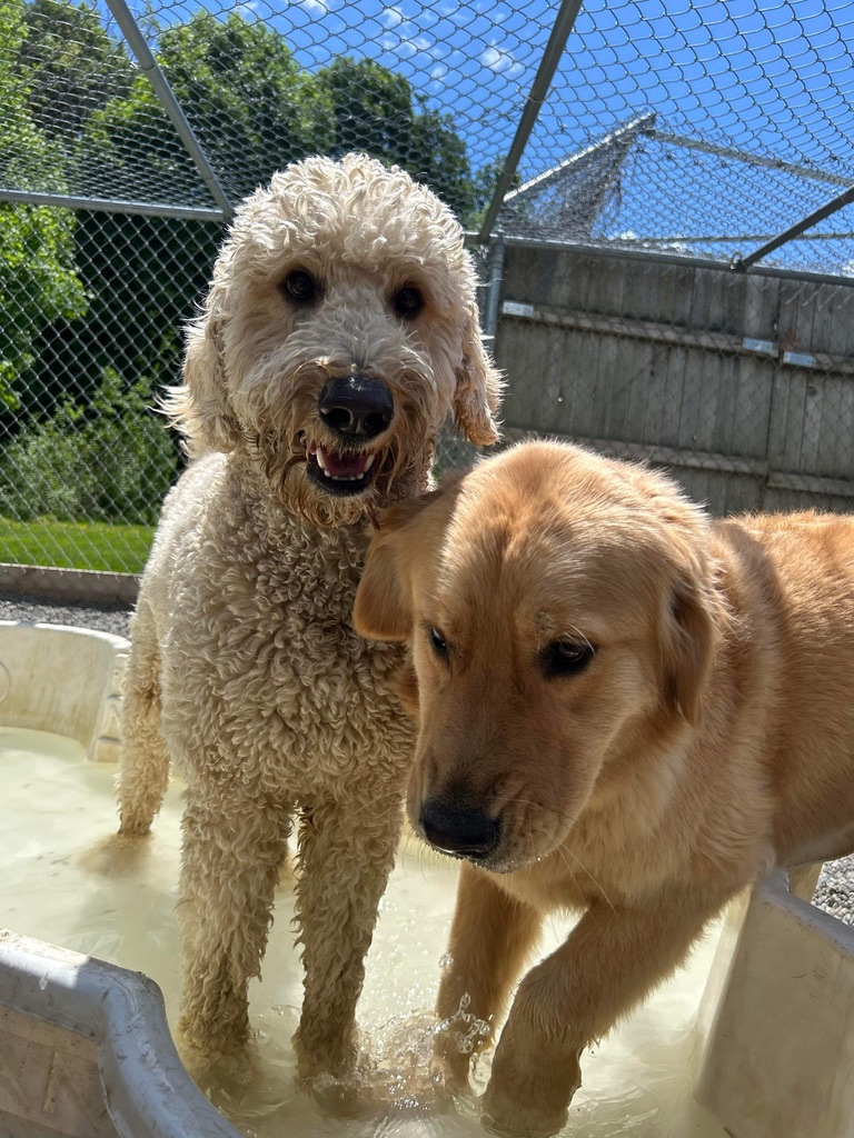 Goldendoodle and golden retriever playing together in doggie pool