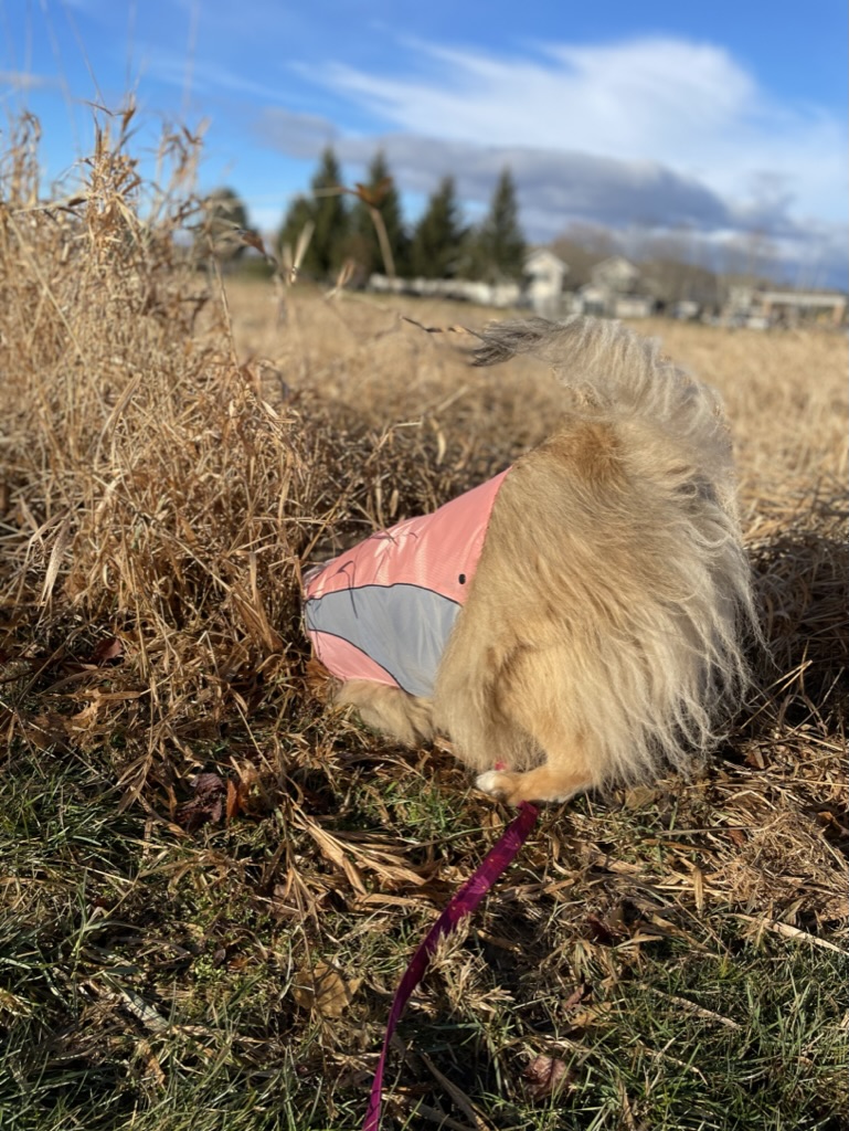 Small dog enjoying a peaceful outdoor walk near Carden Kennels
