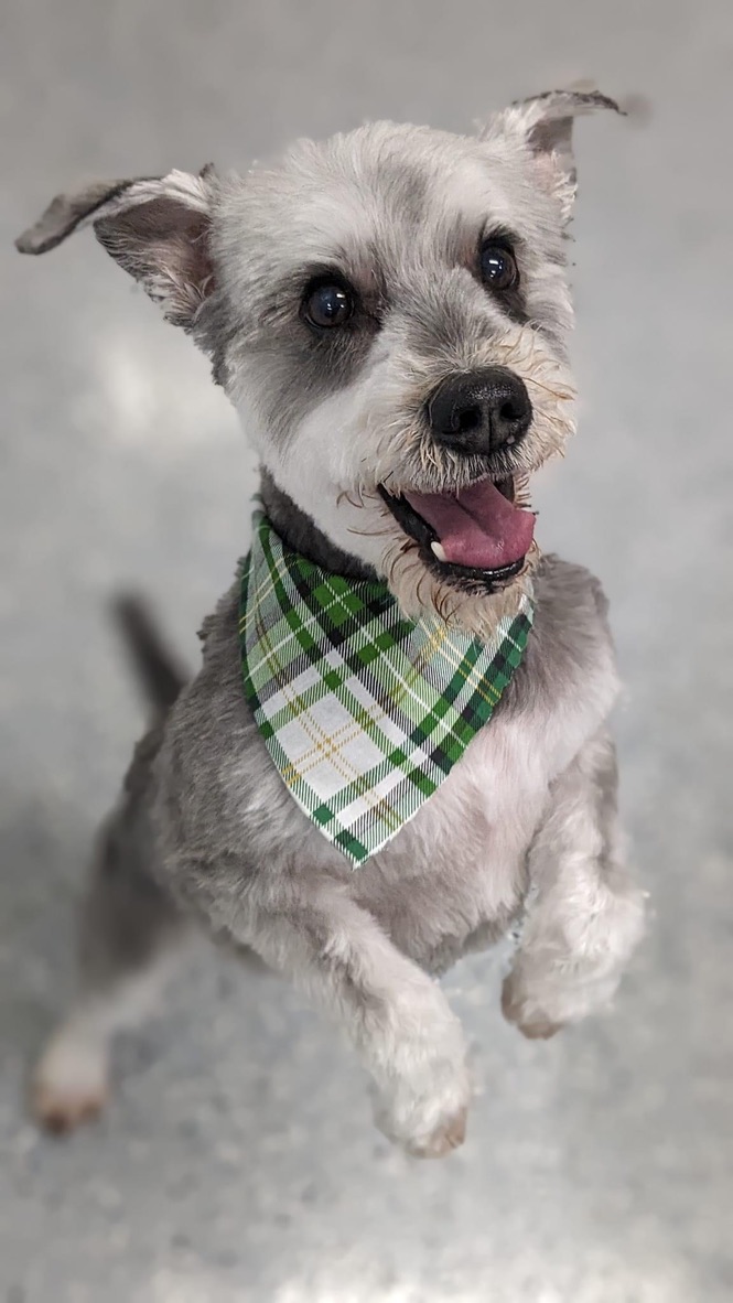 Professionally groomed dog with green bandana after complete grooming service