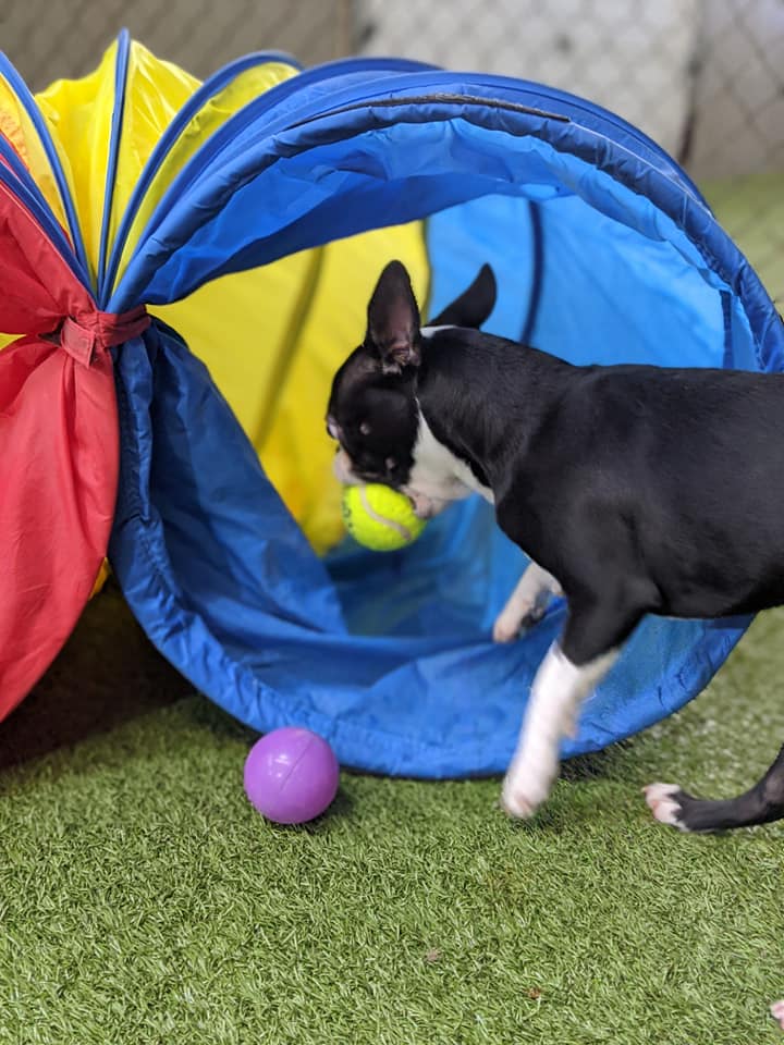 Happy dog portrait showing friendly expression at Carden Kennels