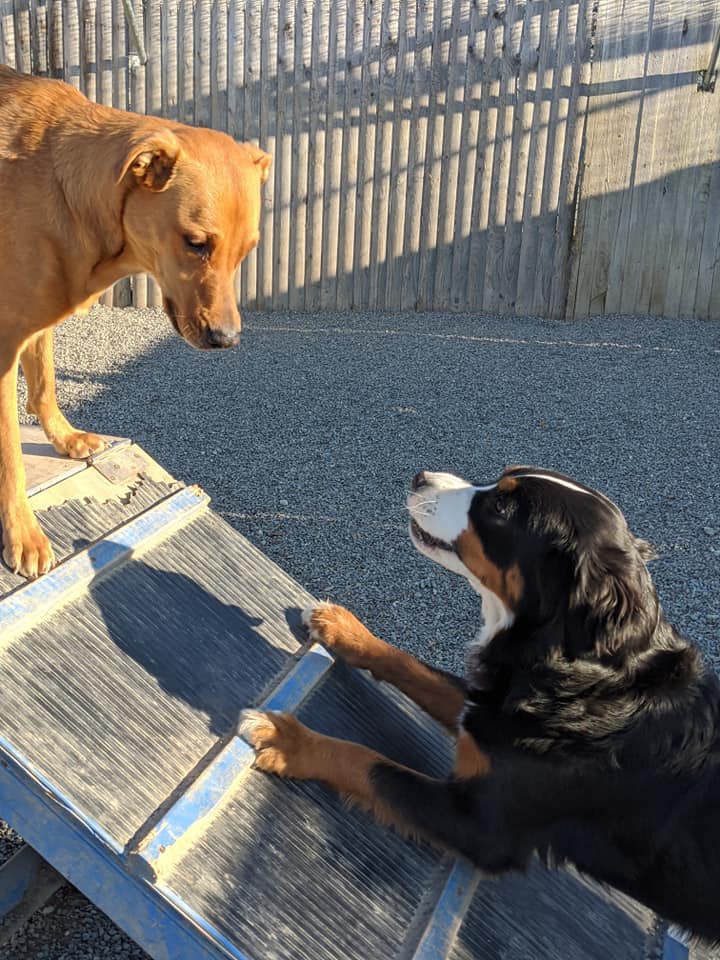 Spacious family room where multiple dogs from same family can stay together