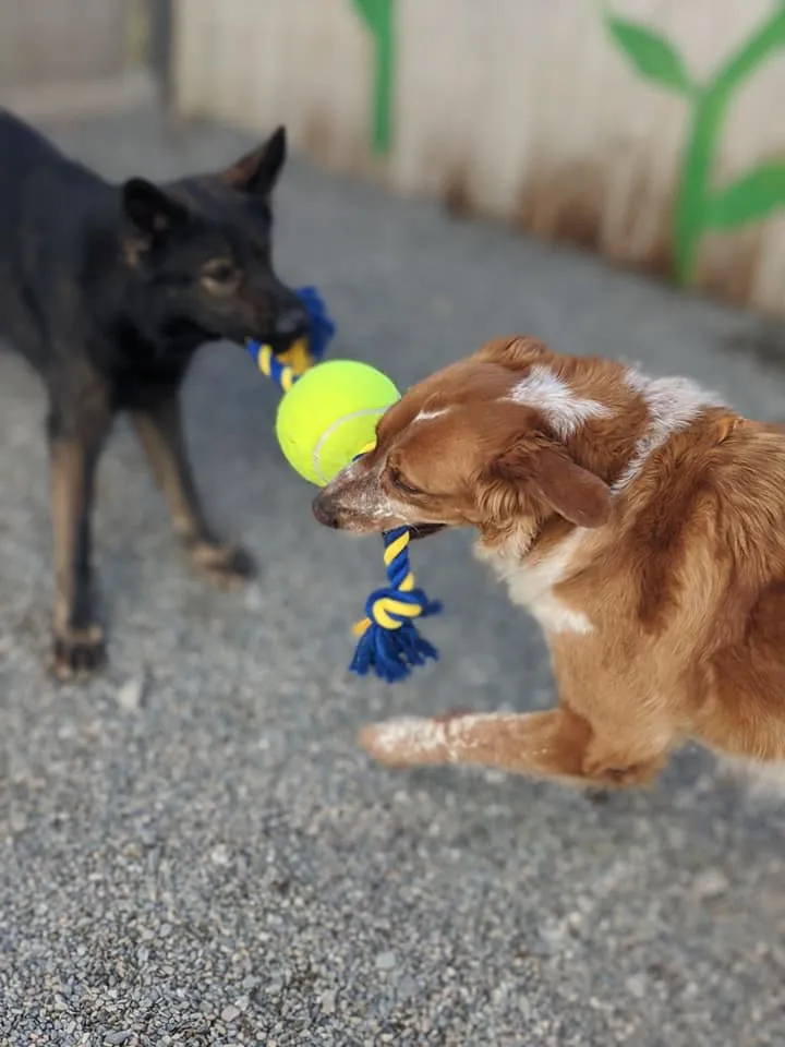 Happy dogs playing at Carden Kennels