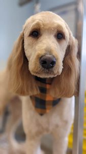 Professional Grooming