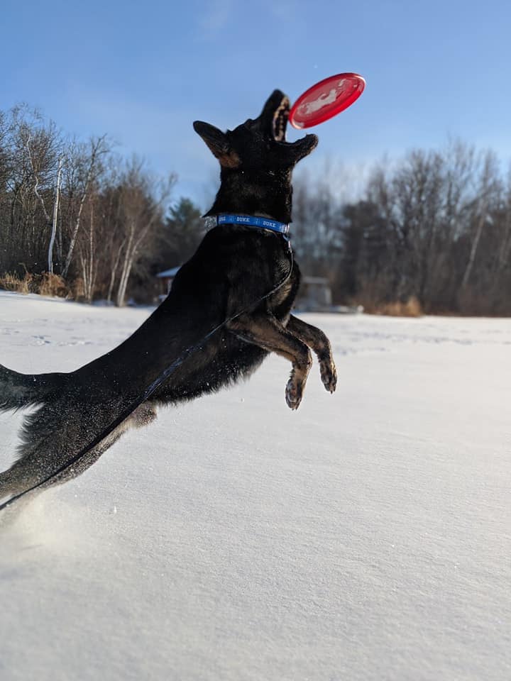 Energetic dog catching frisbee during private play session at Carden Kennels