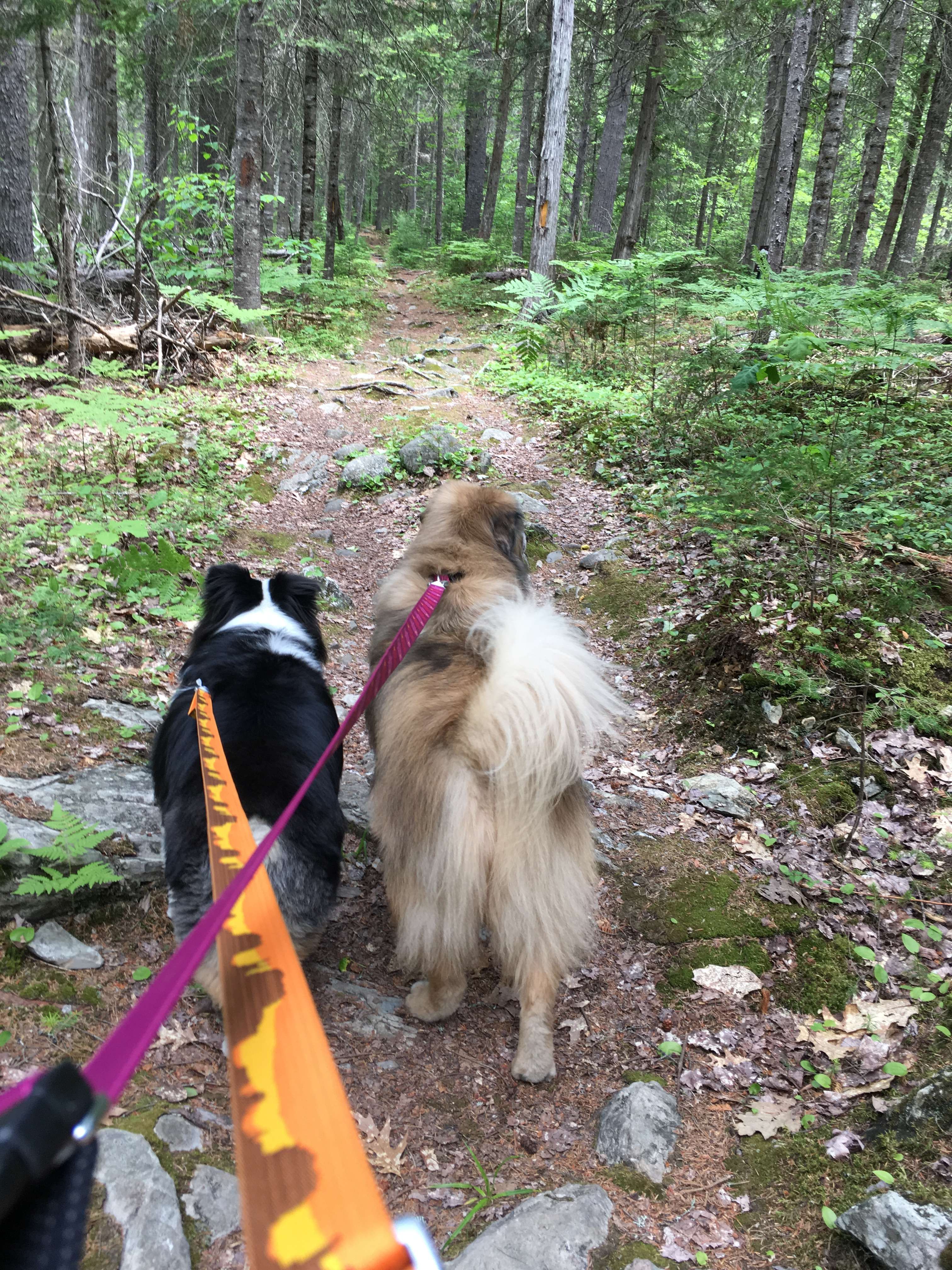 Dogs enjoying a peaceful outdoor walk on trails near Carden Kennels