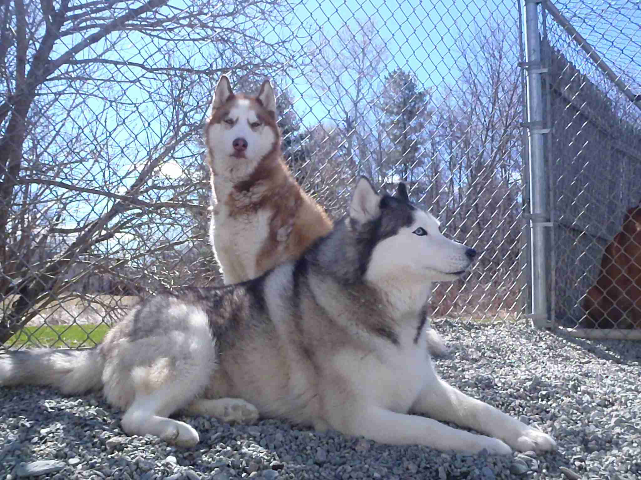 Clean and comfortable classic boarding kennel at Carden Kennels