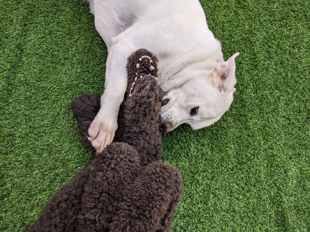 Two dogs snuggling together showing their friendship bond