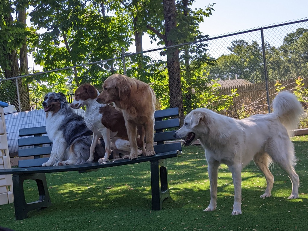 Three well-behaved dogs sitting together on a bench during daycare