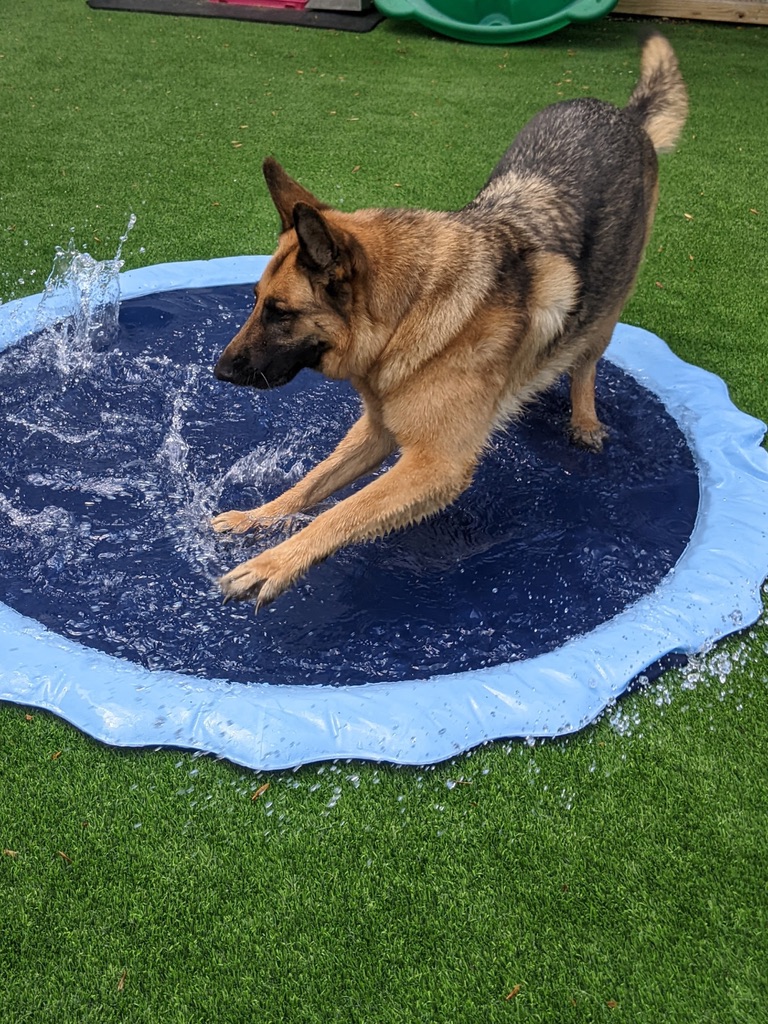 German Shepherd splashing in water feature during summer playtime