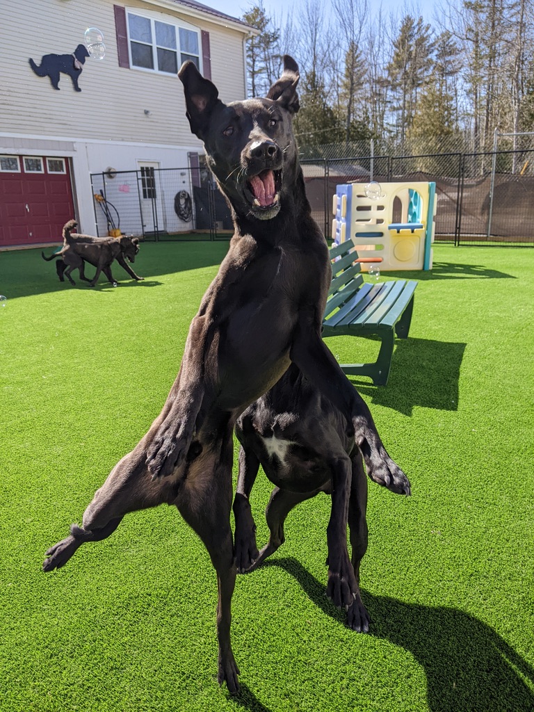 Athletic dog leaping during lure coursing activity at Carden Kennels