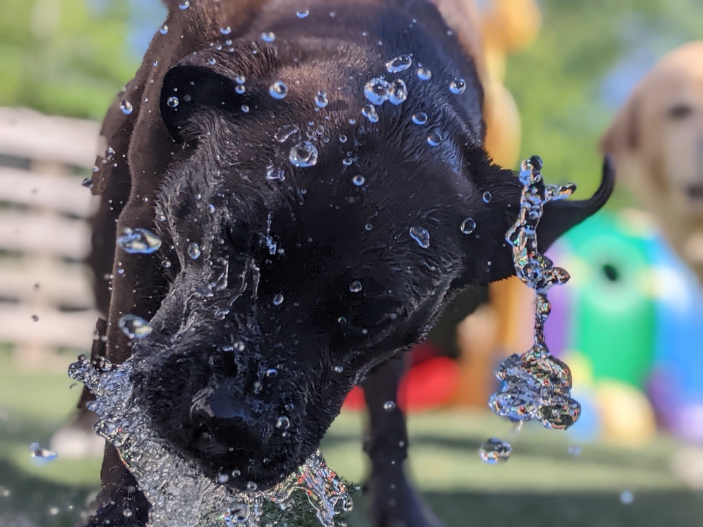 Black dog splashing in colorful water feature on a summer day