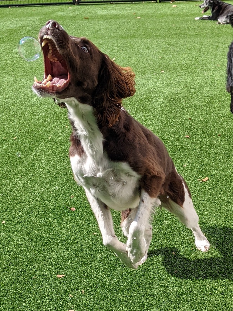 Brown and white spotted dog catching bubbles outdoors