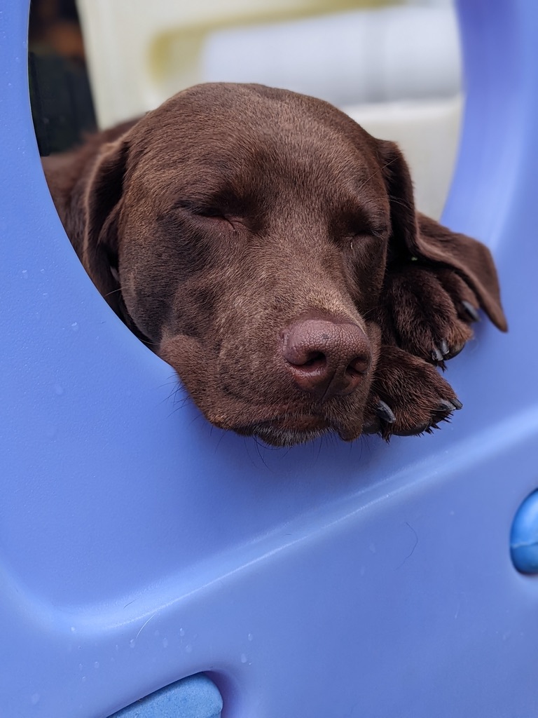 Content chocolate lab relaxing after a fun day at daycare