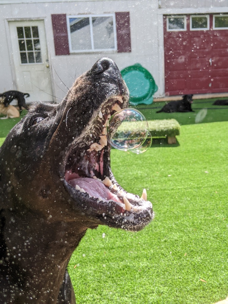 Dog focused on catching a floating bubble during playtime