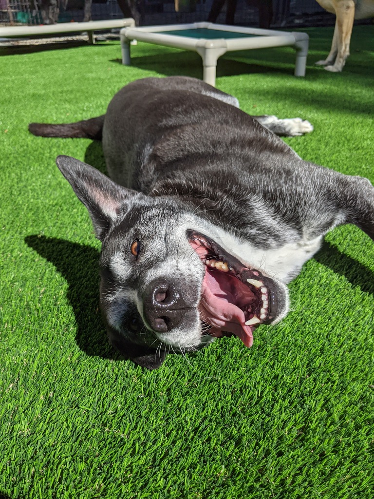 Happy dog rolling in soft grass showing pure joy